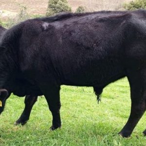 2009-PELUZA-2
