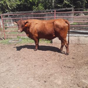 2020-8-finca-cambio1