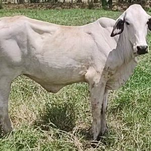 2056-BLANCA-2