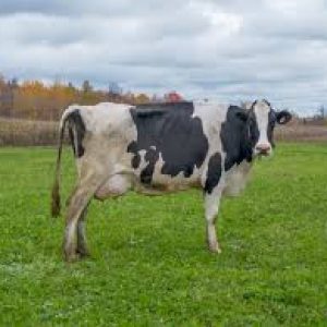 Cow