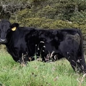 Novillas-Angus-2