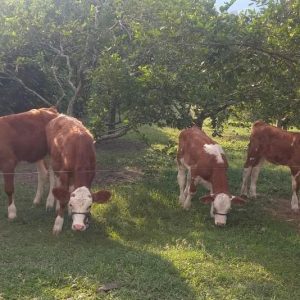 TERNERAS-SIMMENTAL