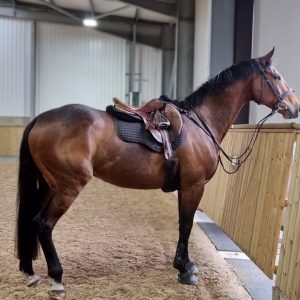 Thoroughbred-4