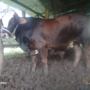Toro-1