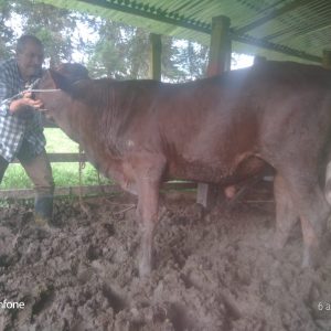 Toro-3