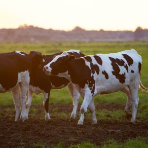 agriculture-animal-animal-photography-422218