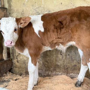 simmental