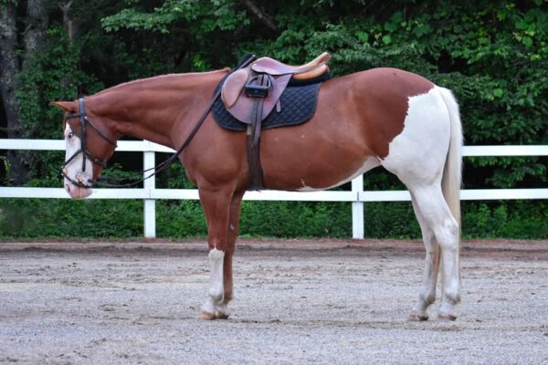 paint-horse-mare-8years-15-hh-chestnut-ranch-riding-horses-english-pleasure-showhorses-westernhorses-middleboro_13a27e64-5665-42ca-8844-aa1e997538ea