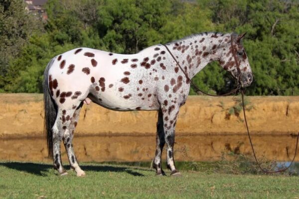 Grant-appaloosa-gelding-4