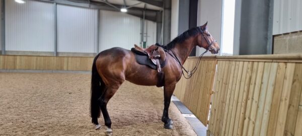 Thoroughbred-4