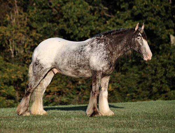 appaloosa-gelding-4years-15-hh-roan-red-showjumpers-trailhorses-mount-vernon-ky_d56d8847-862d-4f66-b8fe-a9931c52e009