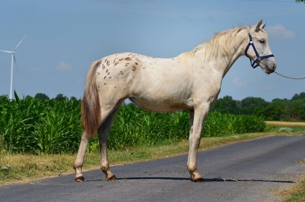 appaloosa-mare-2years-14-2-hh-leopard-piebald-leisurehorses-eventinghorses-showjumpers-dressagehorses-radziejow_2c970eda-ec58-42d0-9186-1ab91a7cb087