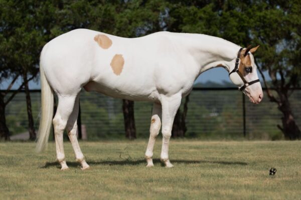 paint-horse-gelding-6years-15-hh-pinto-trailhorses-ranch-riding-horses-showhorses-leisurehorses-whitesboro-tx_76f306b0-4fe2-46cd-8345-2baddd2f6080