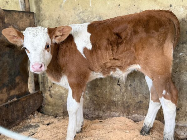 simmental