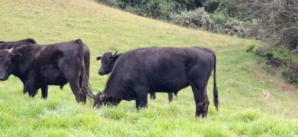 GANADO-WAGYU-COLOMBIA-SUGANADO